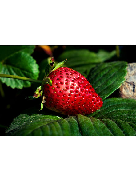 Bluekites Strawberry 1kg