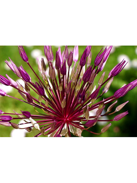 Bluekites Garlic 1kg