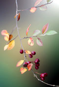 Bluekites rose berry per kg