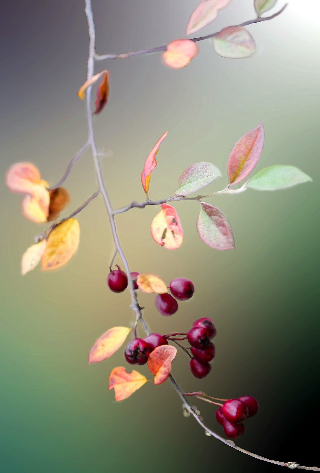 Bluekites rose berry per kg