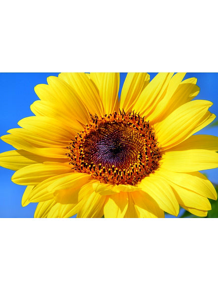 Bluekites Sunflower seed 1kg