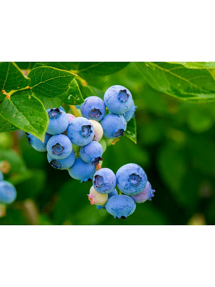 Bluekites Blueberry 1kg